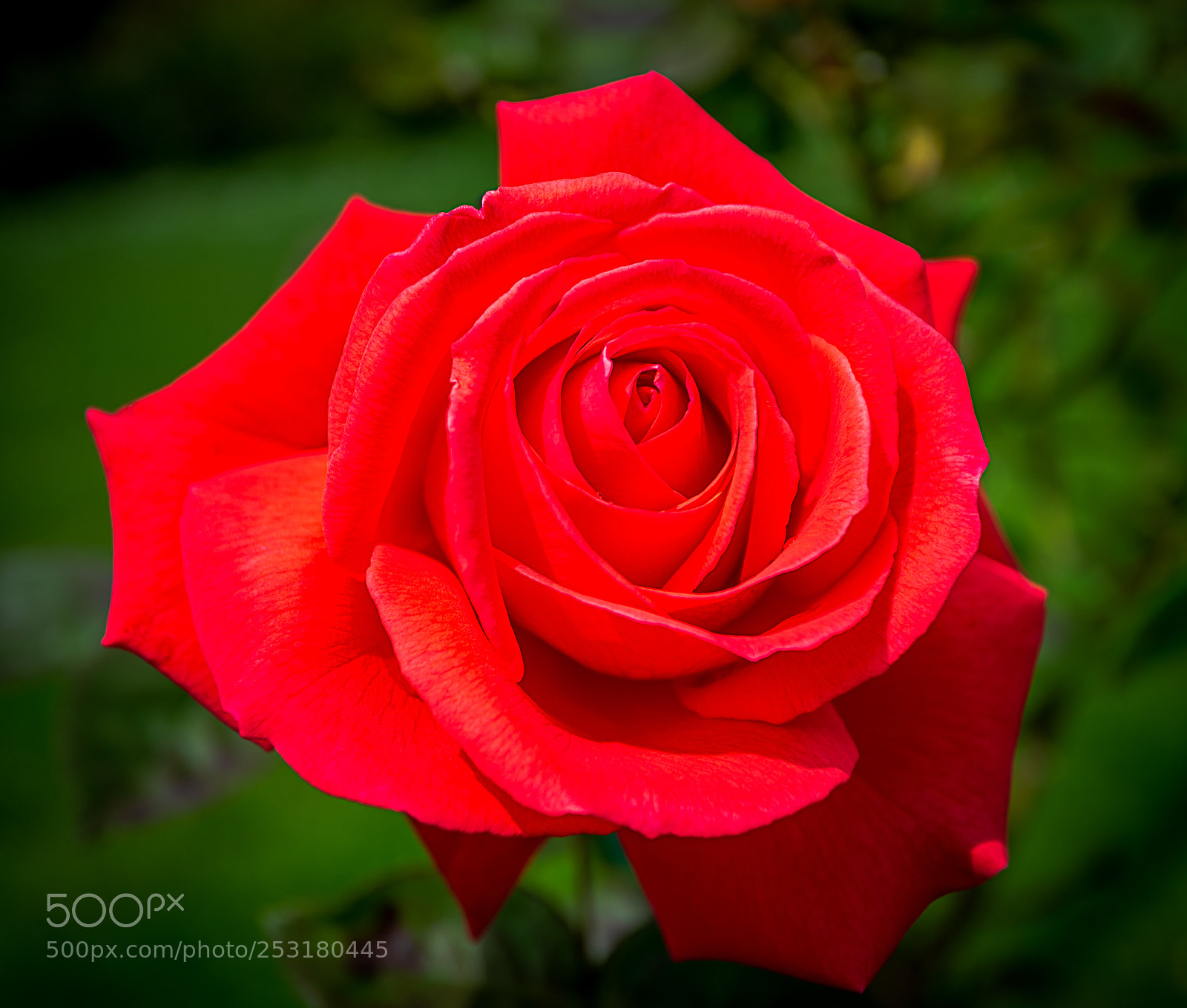 Nikon D610 sample photo. Josephine's rose photography
