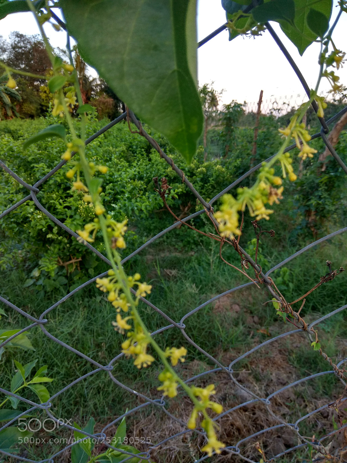 Xiaomi Redmi Note 4 sample photo. Untitled photography