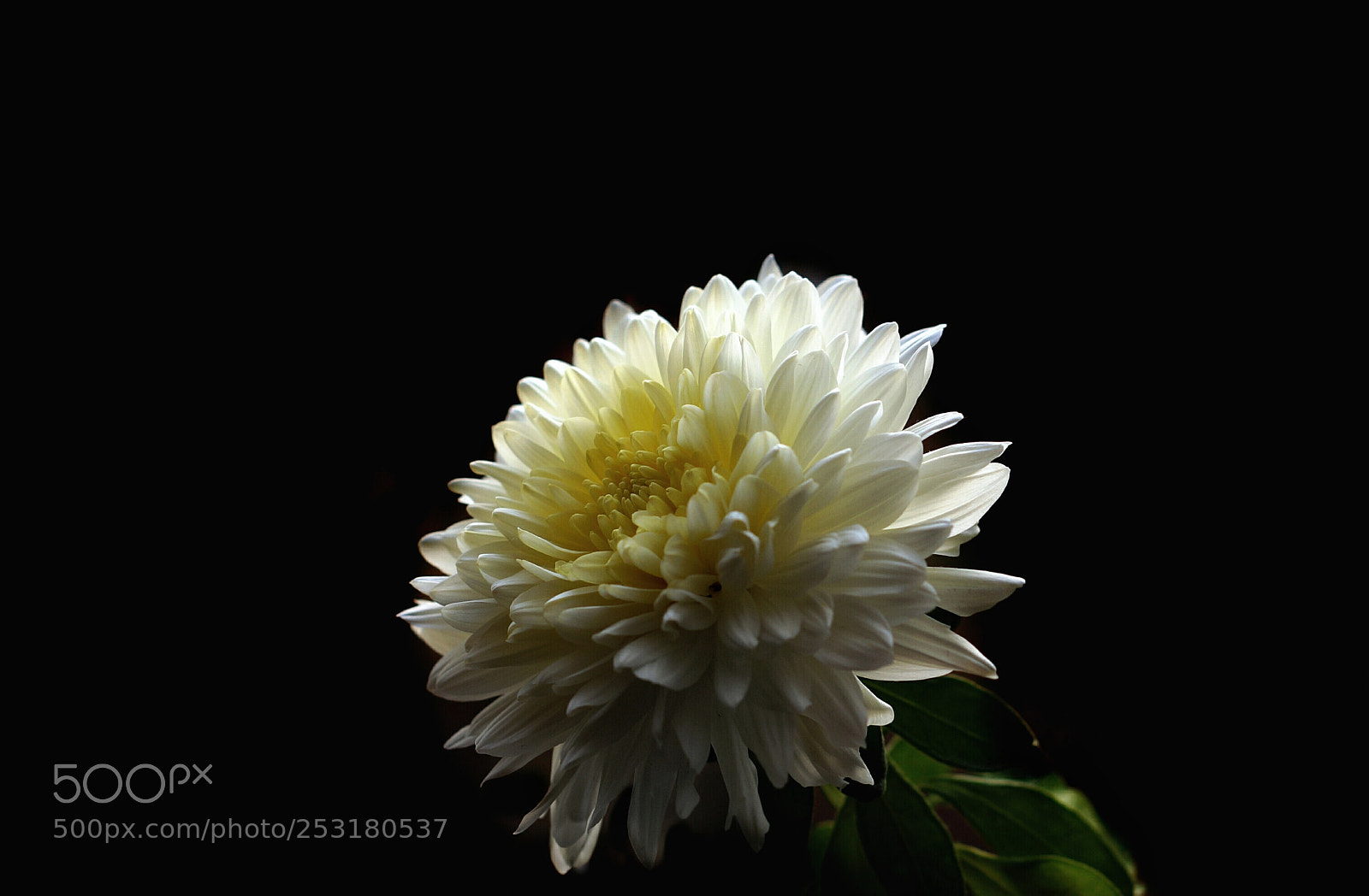 Sony Alpha NEX-6 sample photo. Chrisantema photography