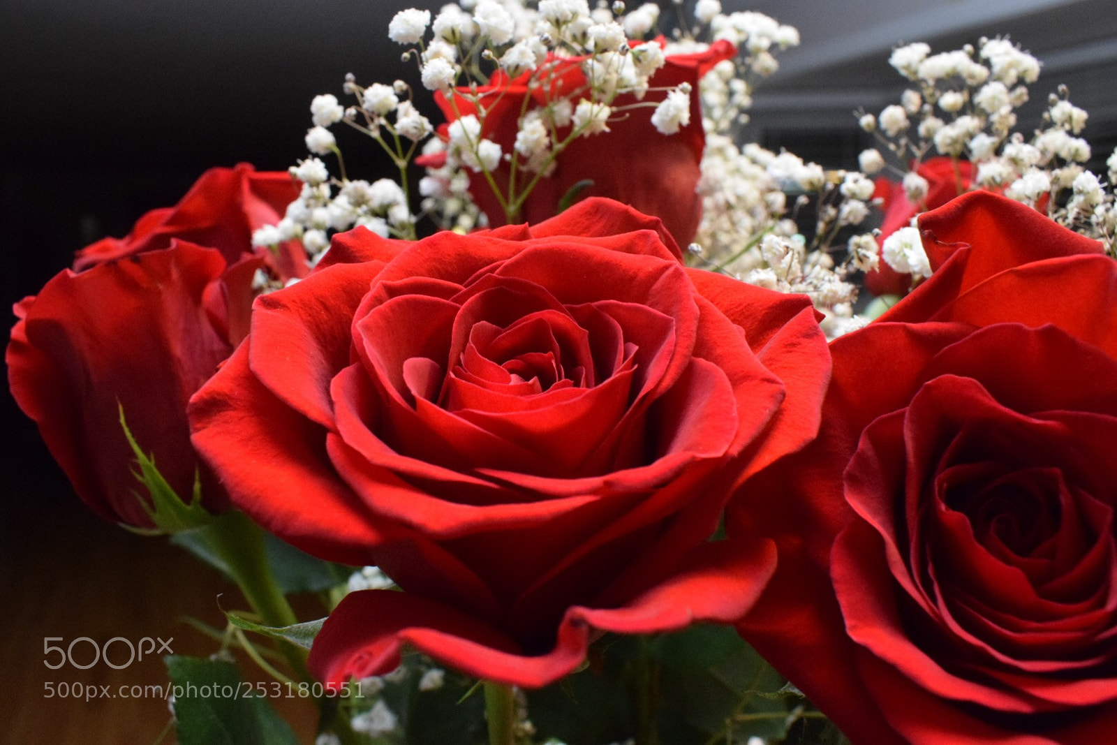 Nikon D5300 sample photo. Every rose has its photography