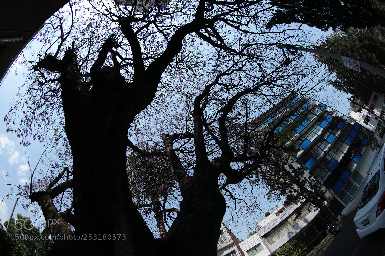 Canon EOS 5DS R sample photo. The force of spring photography