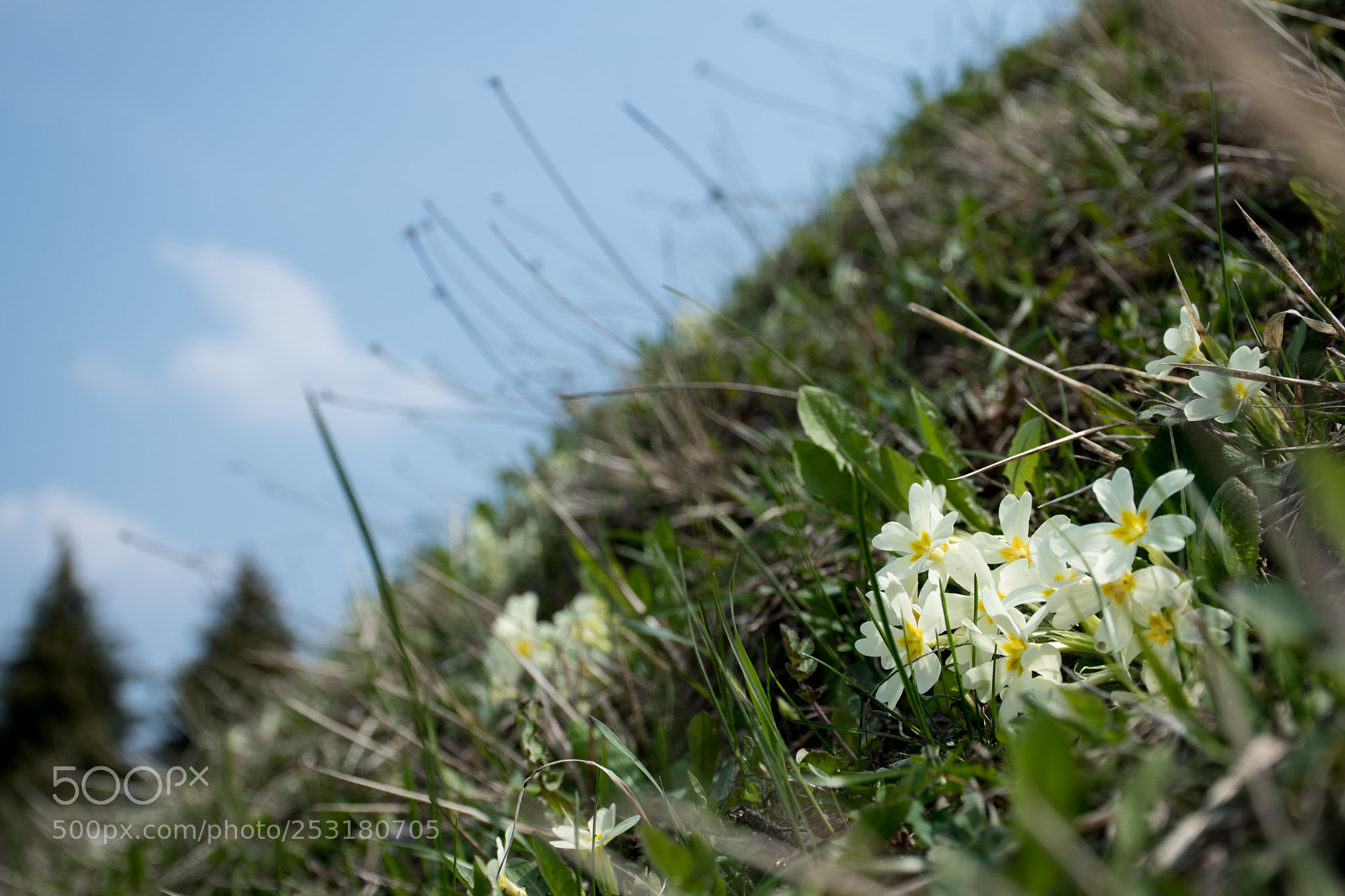 Nikon D5500 sample photo. Primuline photography