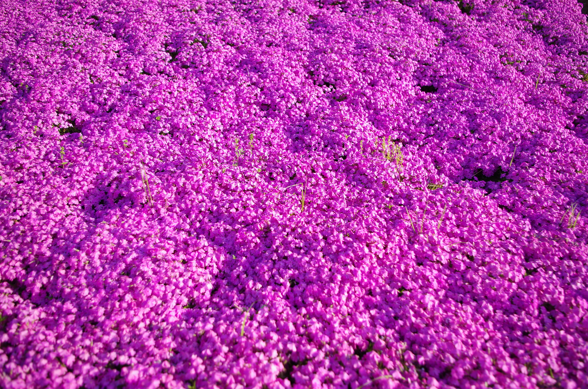 smc PENTAX-DA L 18-55mm F3.5-5.6 sample photo. First impact photography