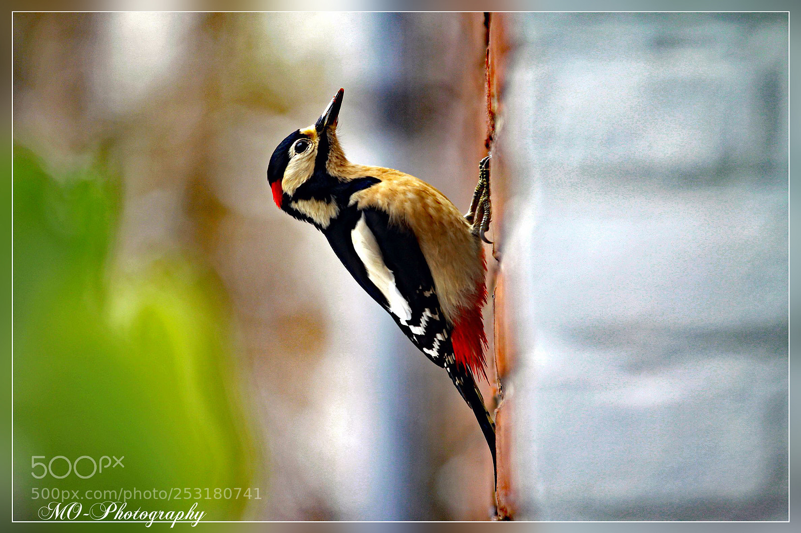 Canon EOS 50D sample photo. Great spotted woodpecker photography