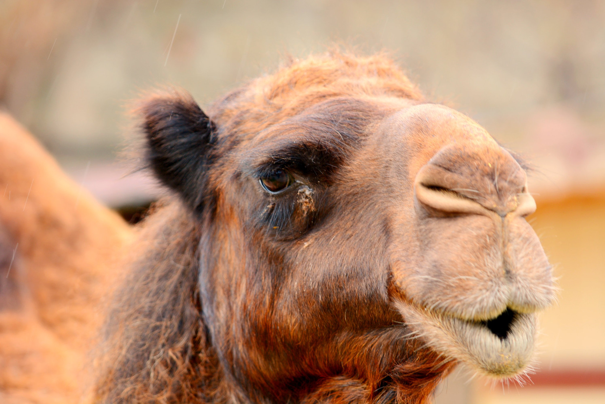 Nikon D7100 + Sigma 150mm F2.8 EX DG Macro HSM sample photo. Camel photography