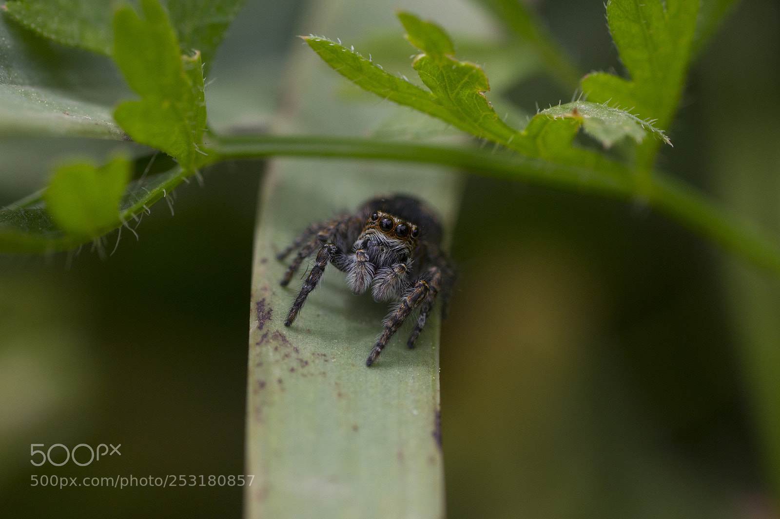 Canon EOS 600D (Rebel EOS T3i / EOS Kiss X5) sample photo. Spider photography