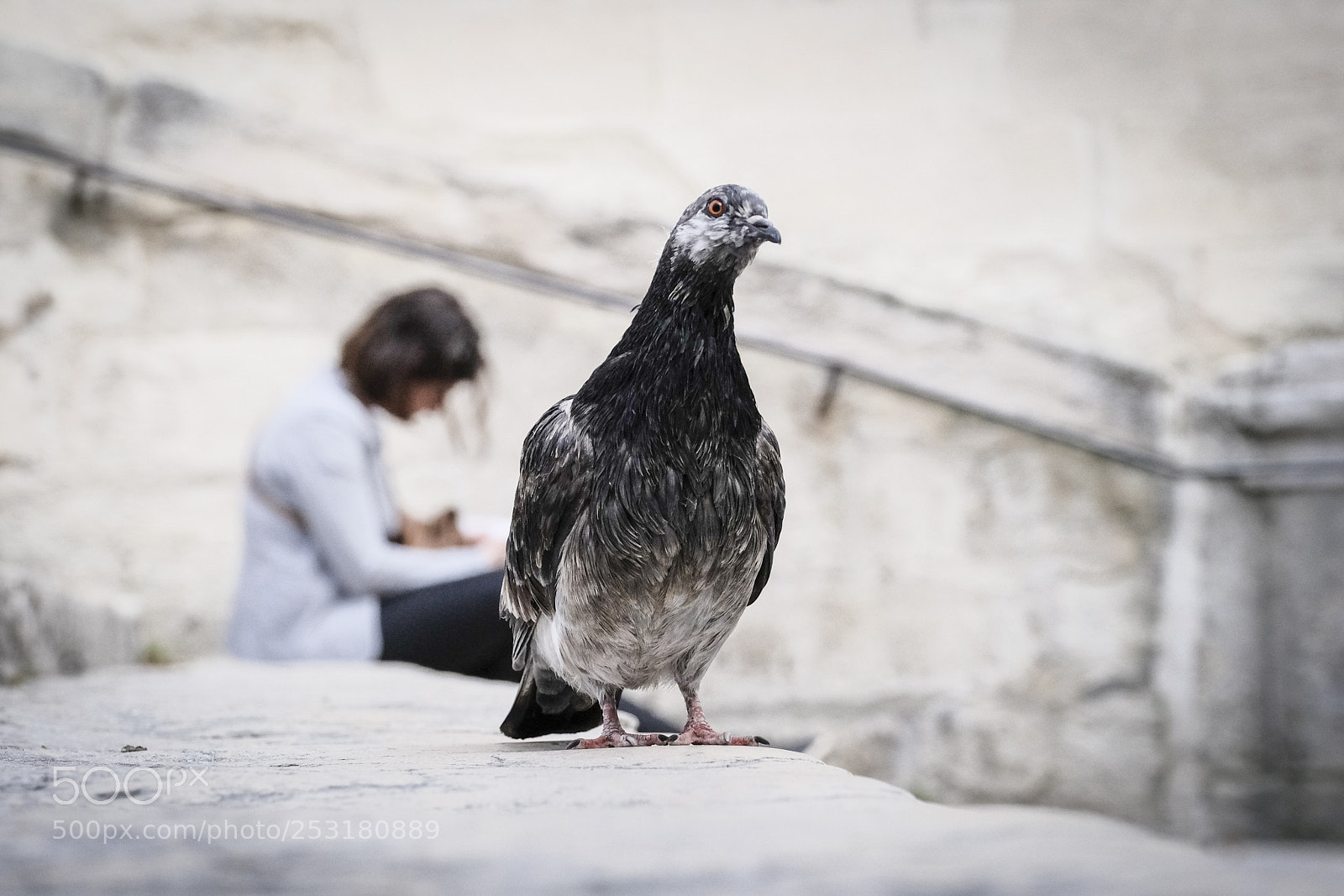 Fujifilm X-T2 sample photo. Pigeon photography