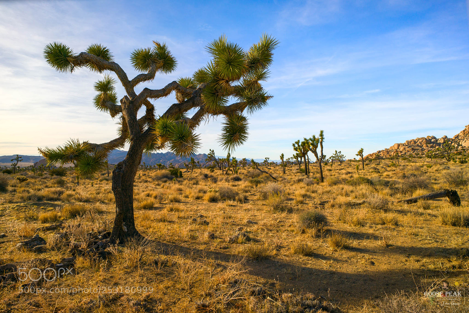 Sony a7R II sample photo. Joshua tree shadows photography