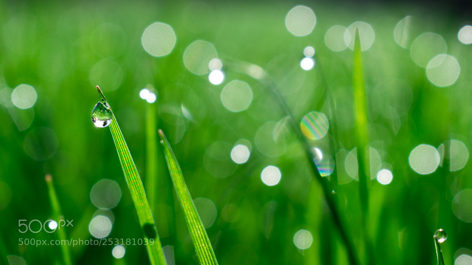 Nikon D3300 sample photo. Morningdrops photography