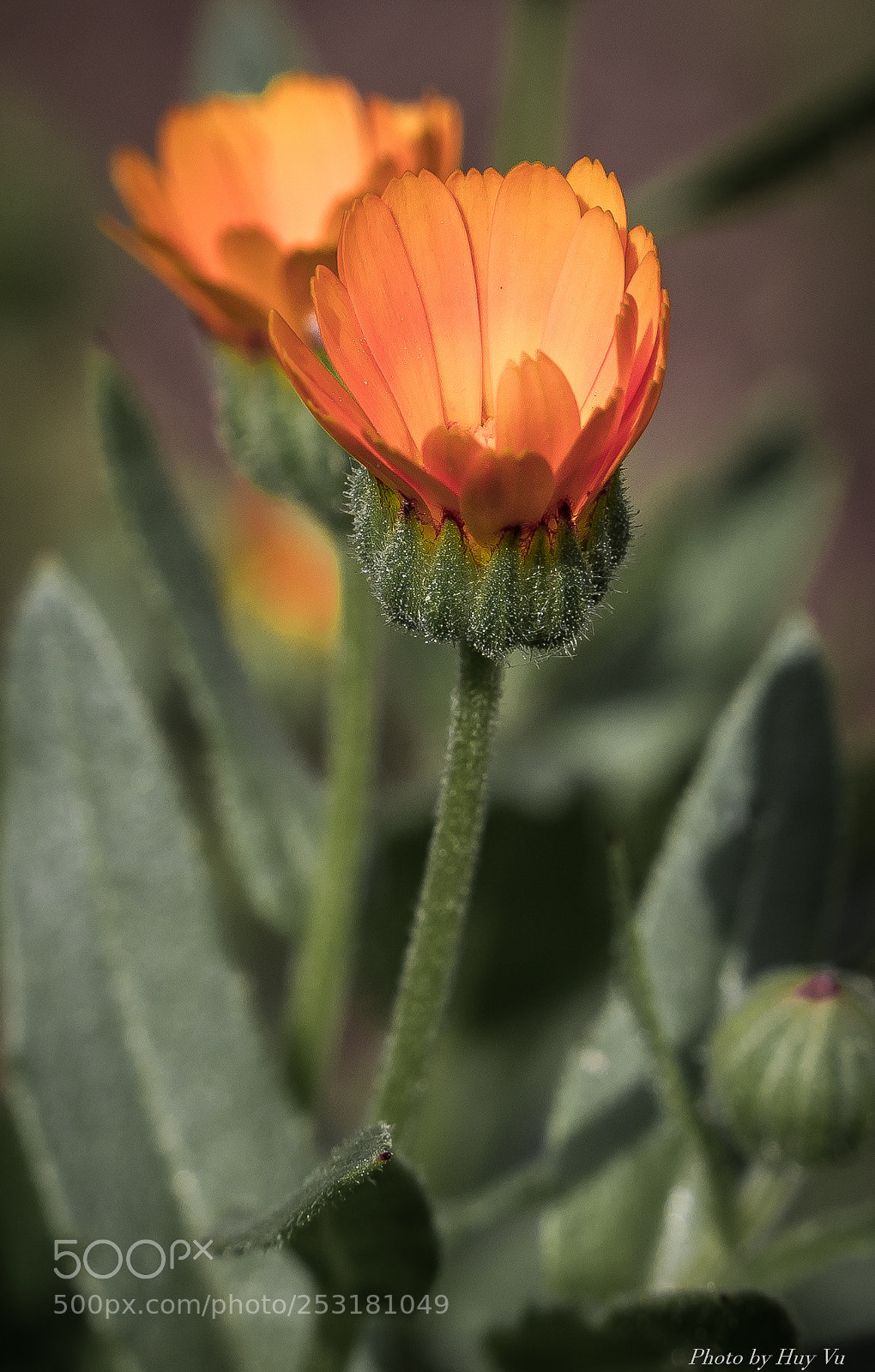 Sony a7 II sample photo. Dsc photography