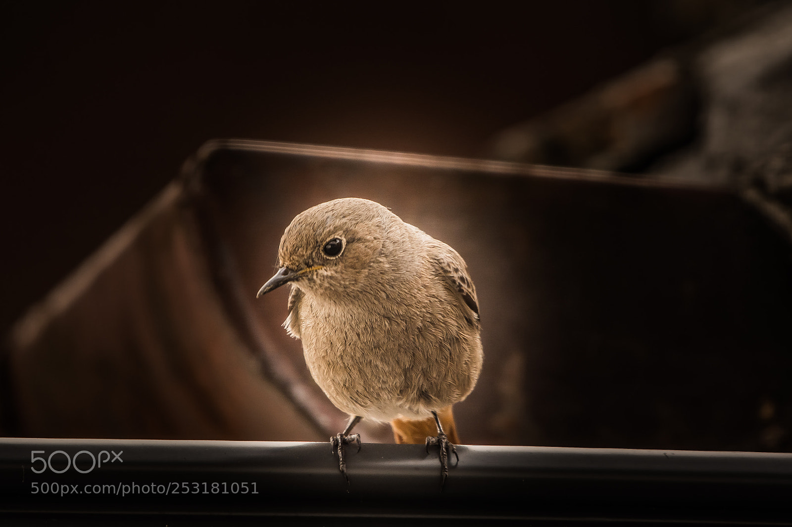 Nikon D7100 sample photo. Black redstart photography