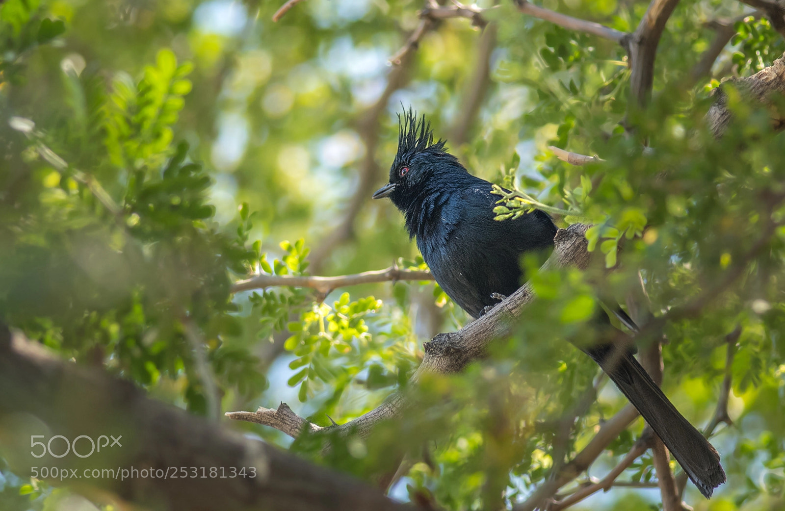 Nikon D500 sample photo. Phainopepla photography