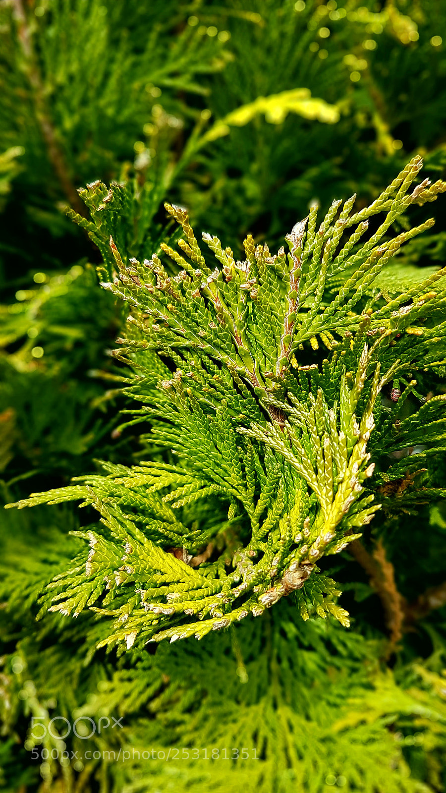 Samsung Galaxy S7 Edge sample photo. Green vertex photography