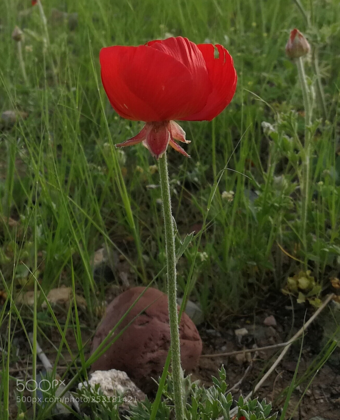 HUAWEI P10 sample photo. Untitled photography