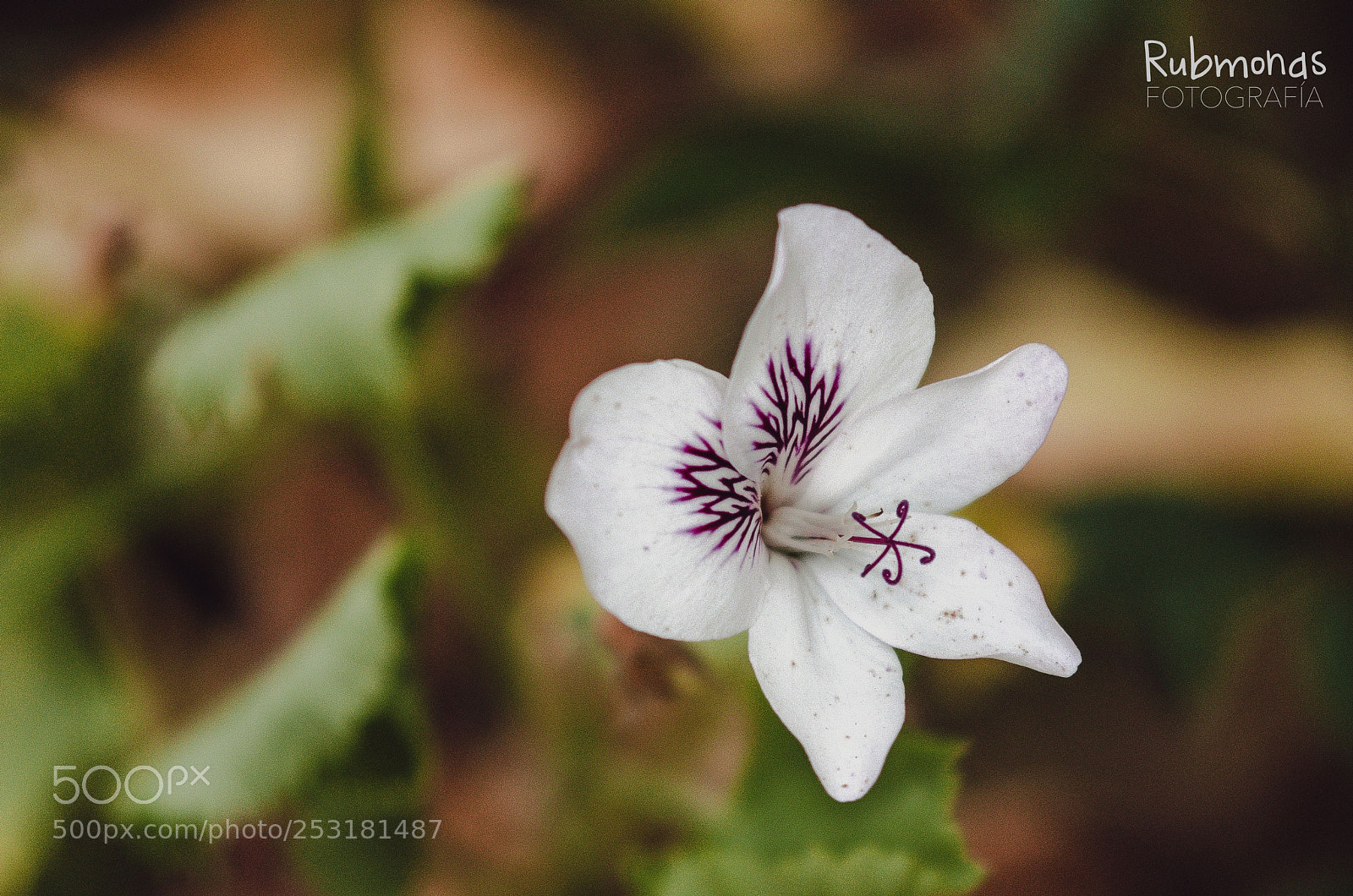 Nikon D7000 sample photo. Violet iii photography