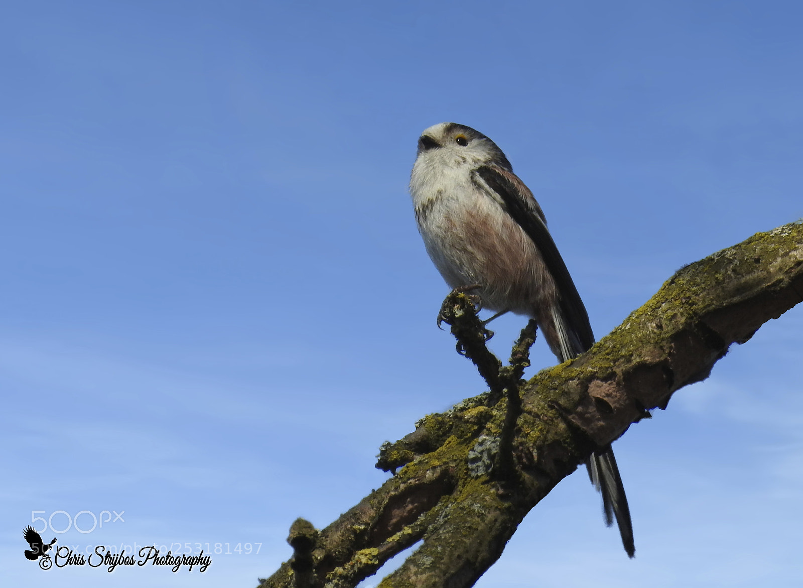 Nikon Coolpix P900 sample photo. Long-tailed tit (staartmees) photography