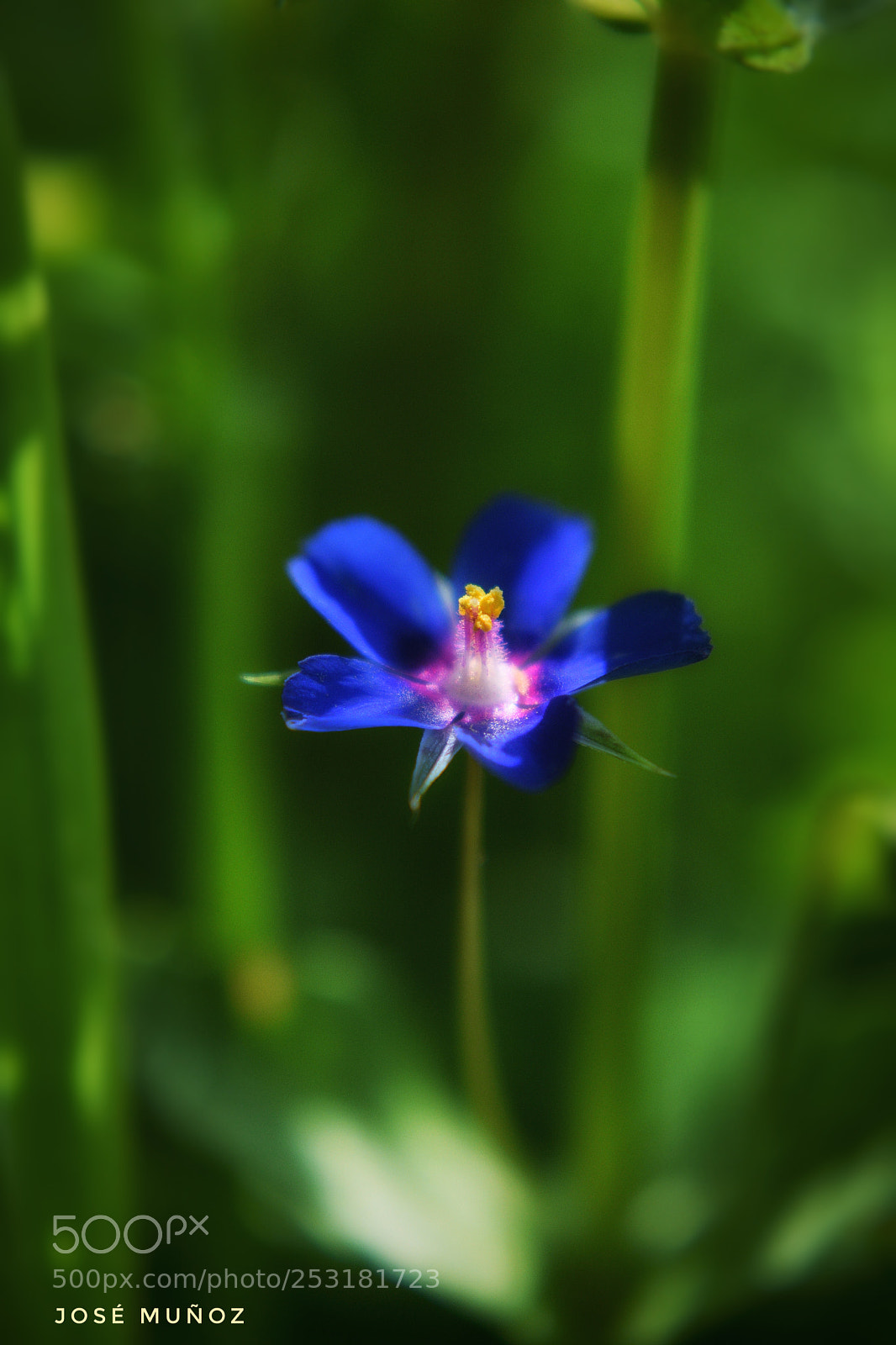 Nikon D3300 sample photo. Macrobelleza photography