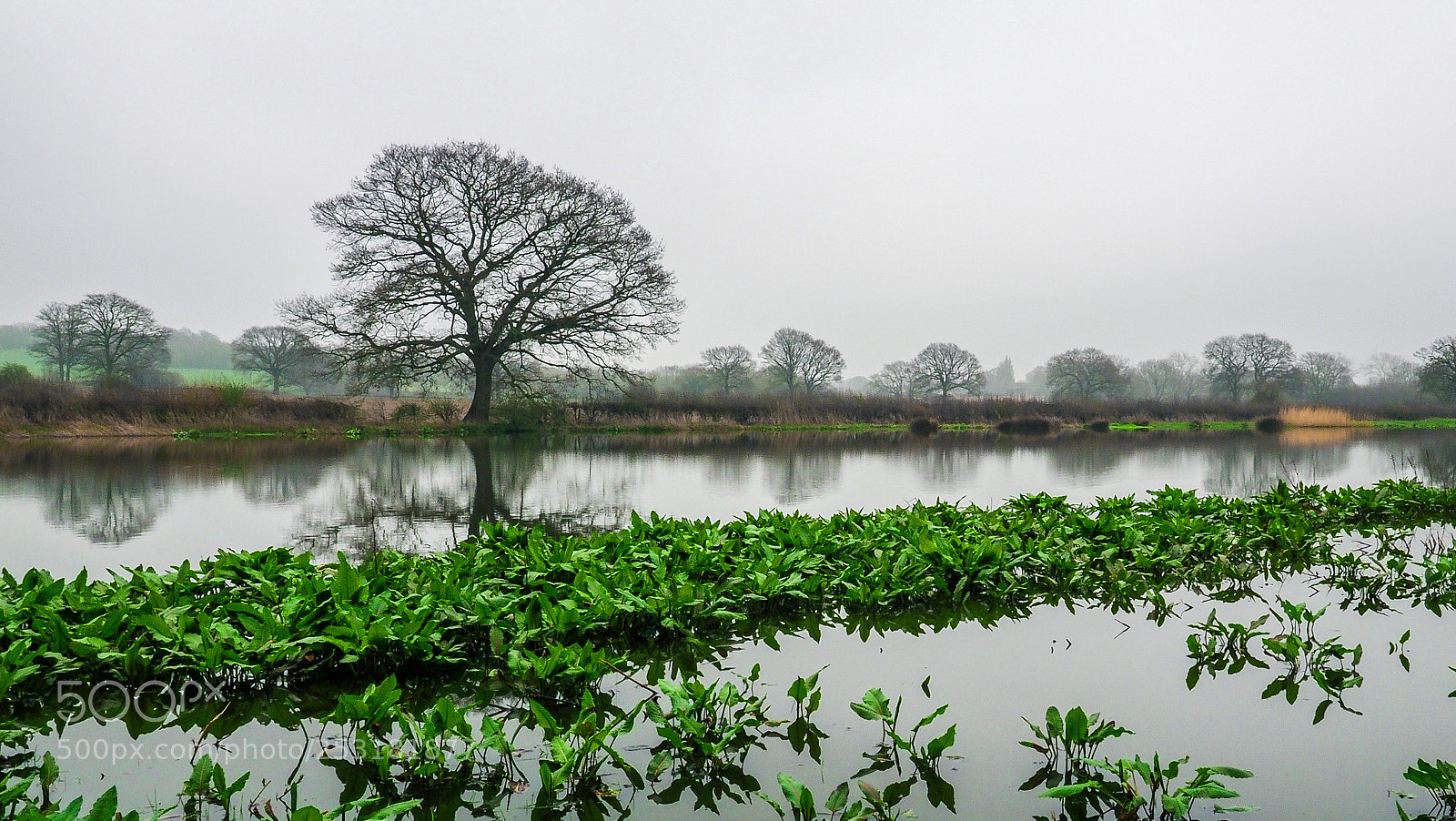 Olympus OM-D E-M1 Mark II sample photo. Flooded field photography