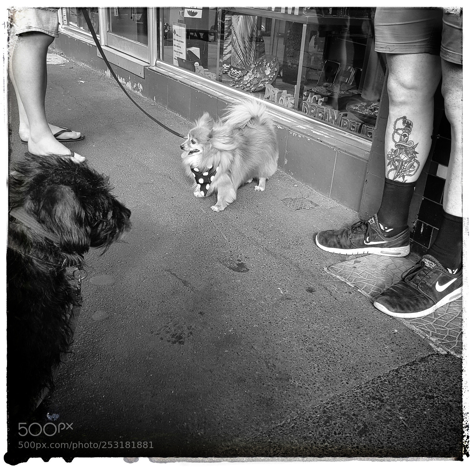 Samsung Galaxy S8 sample photo. Dogs of prahran photography