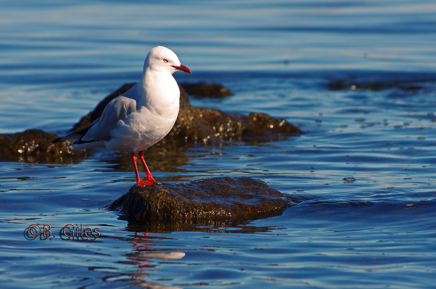 Pentax smc DA* 60-250mm F4.0 ED (IF) SDM sample photo. Island in the lake photography