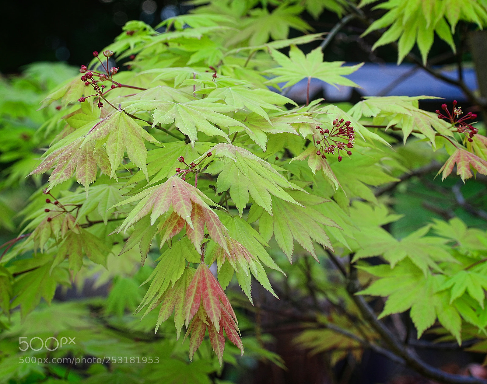 Canon EOS 70D sample photo. New leaves photography