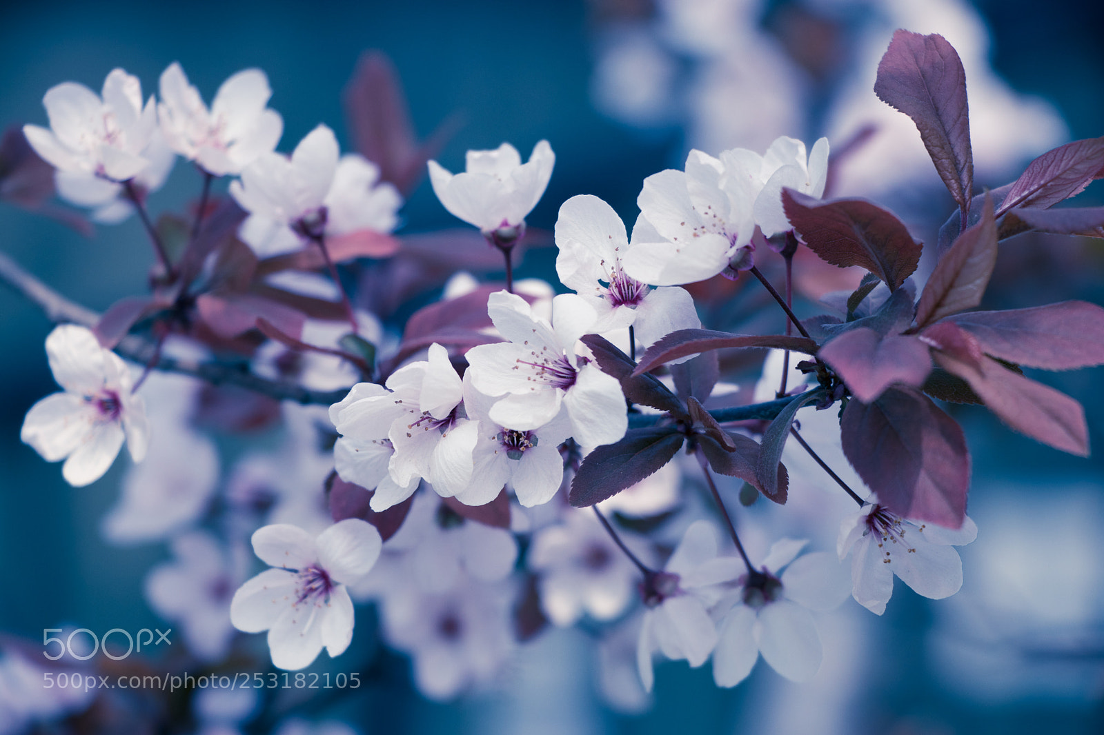 Canon EOS 80D sample photo. Img photography