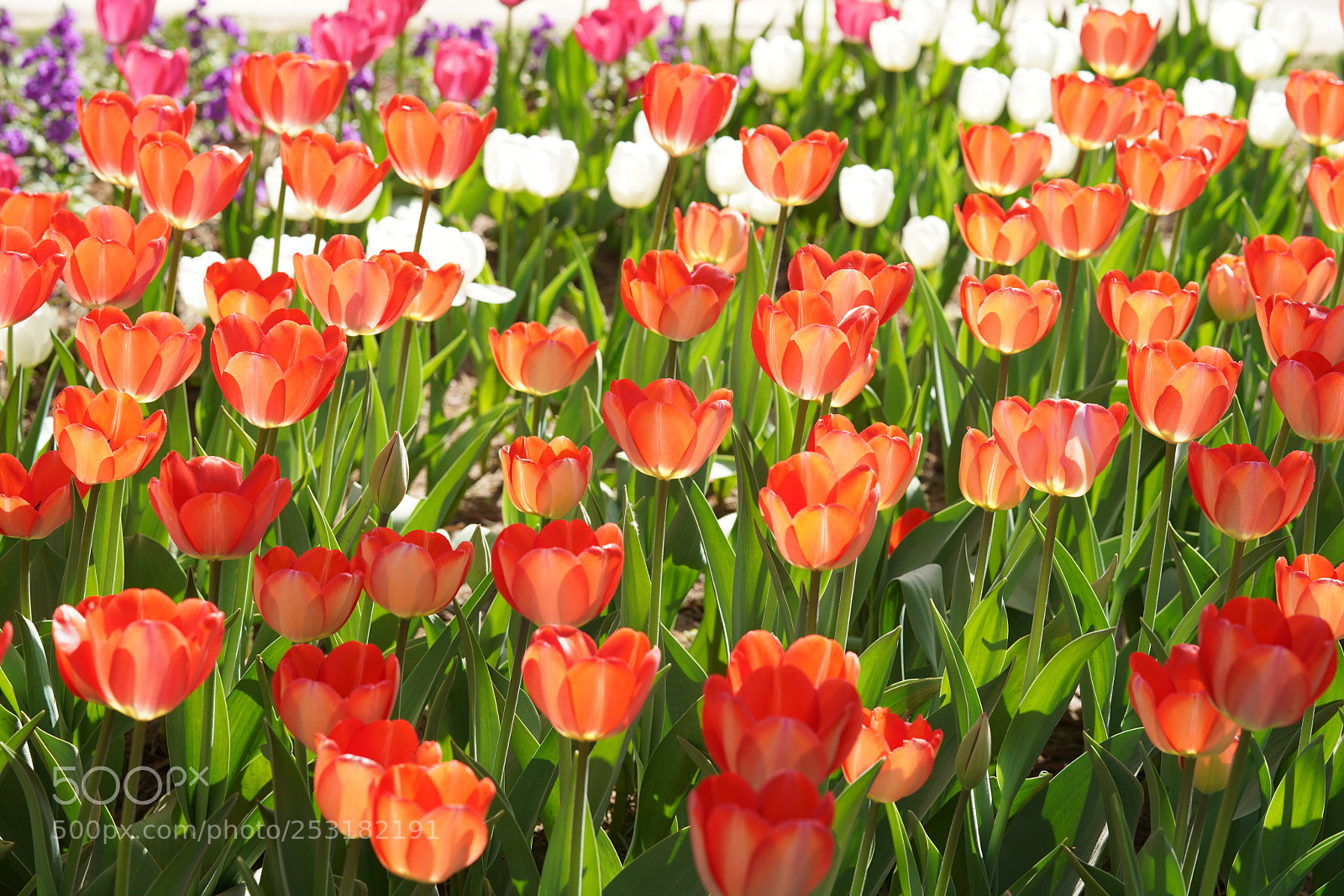 Sony a7R III sample photo. Tulip photography
