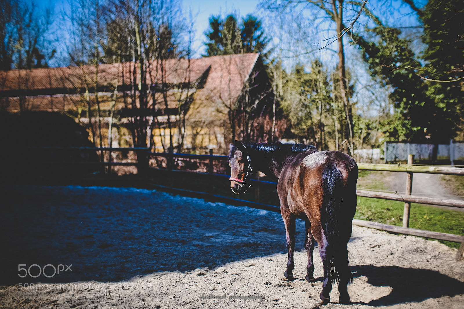 Fujifilm X-E2 sample photo. Horse power photography