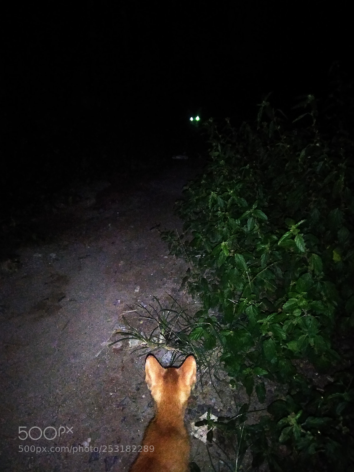 Xiaomi Redmi Note 4 sample photo. See in the dark photography