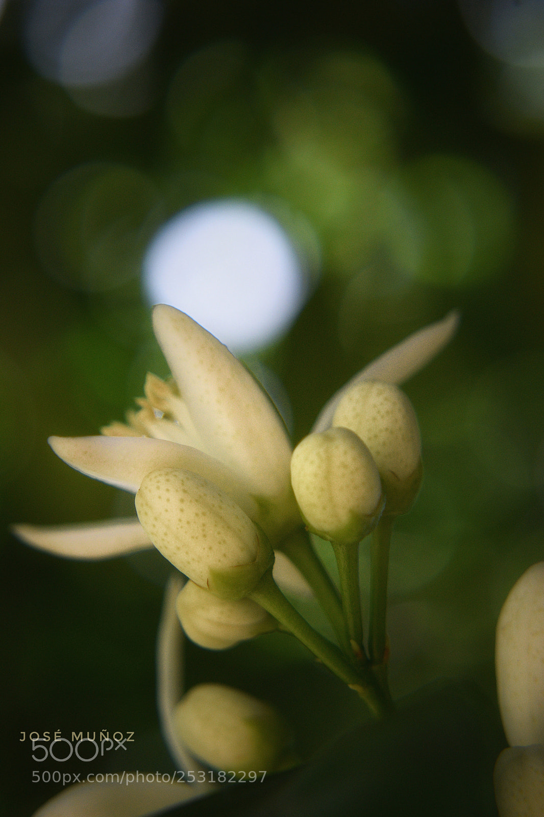 Nikon D3300 sample photo. Azahar photography
