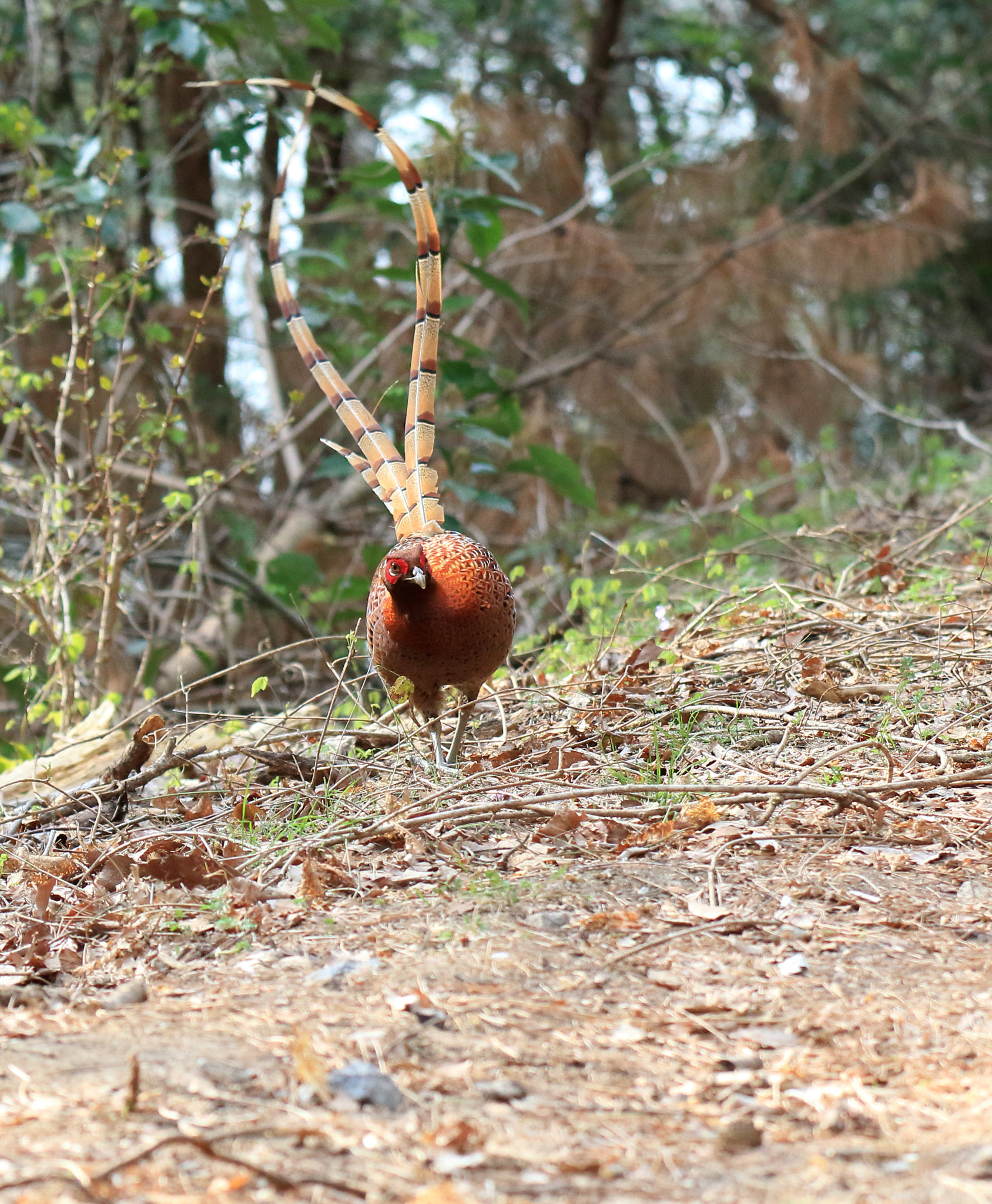 Canon EOS 7D Mark II sample photo. ヤマドリ copper pheasant photography