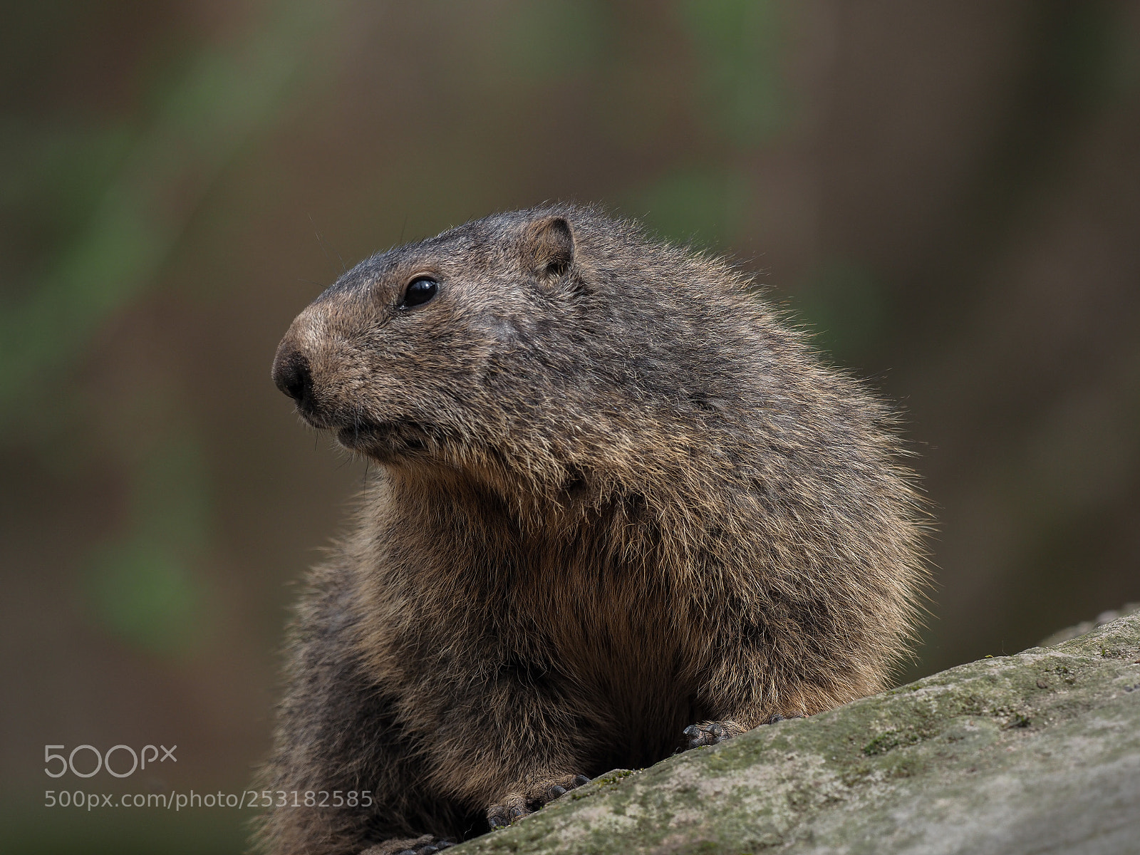 Olympus OM-D E-M1 Mark II sample photo. Alpine marmot photography