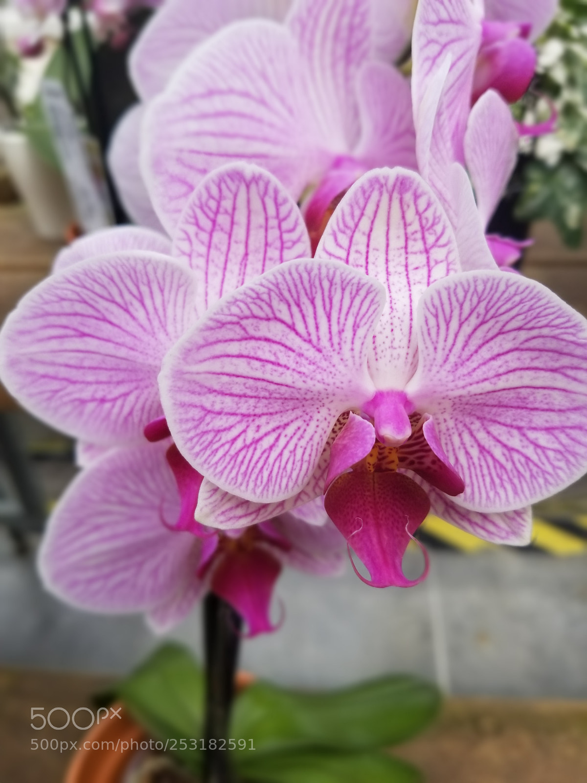Samsung Galaxy S8 sample photo. Flower 2 photography