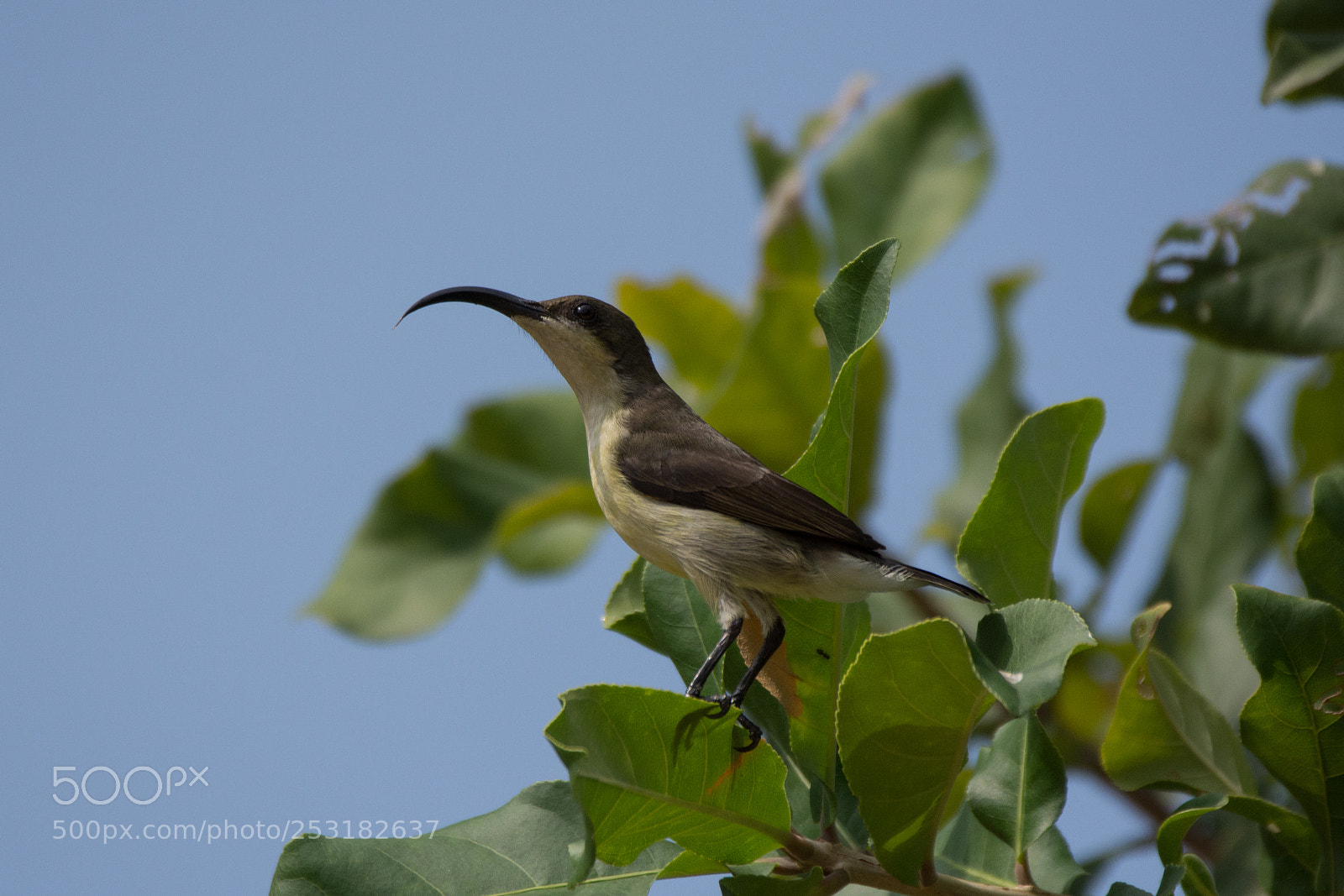 Nikon D7200 sample photo. Long billed sunbird (dsc_7076 photography