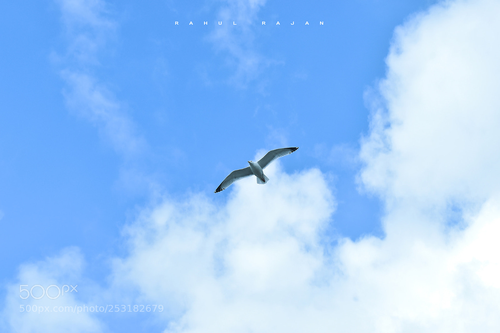 Nikon D5600 sample photo. Fly beyond the limits photography