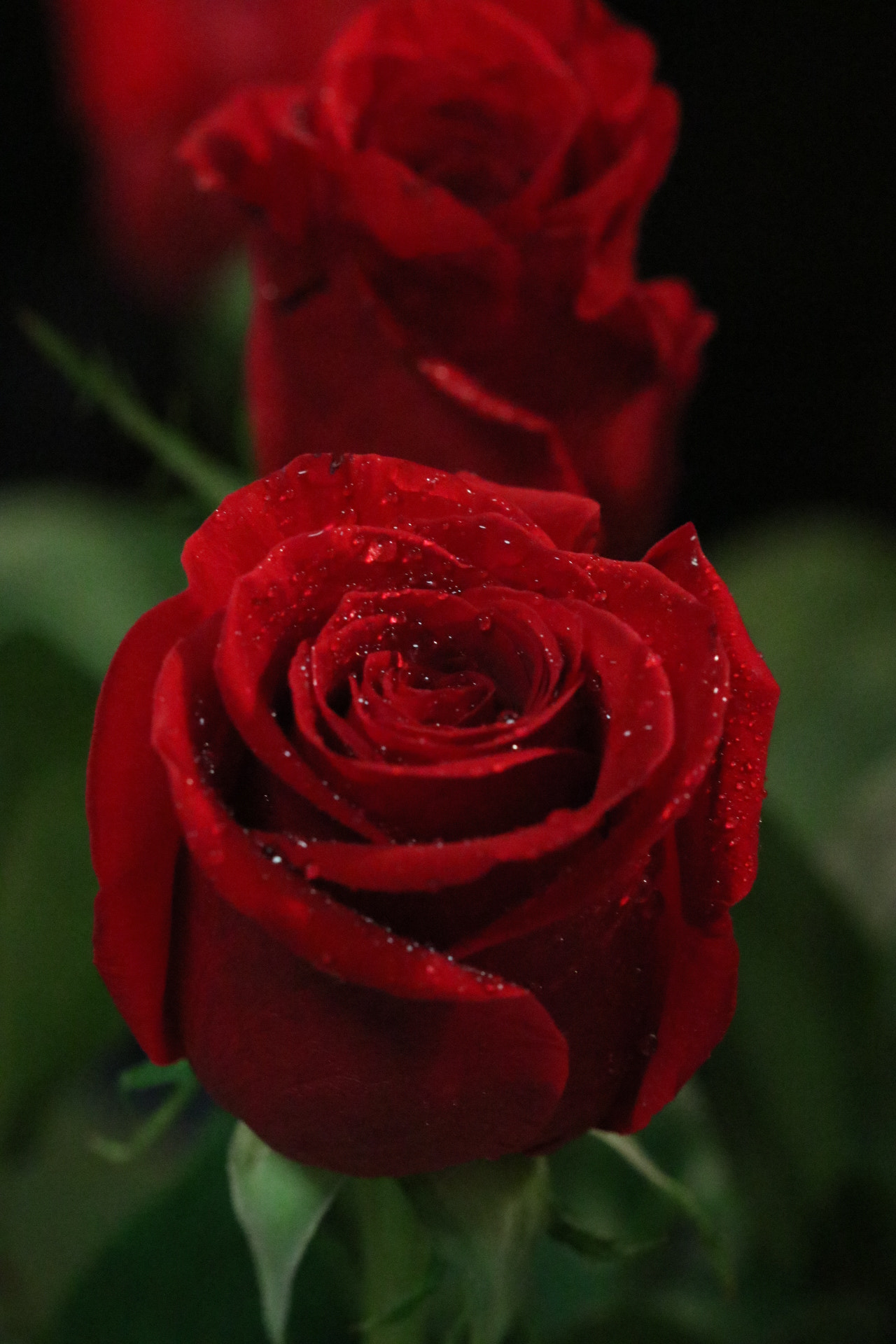 Canon EF 100mm F2.8 Macro USM sample photo. Love gift photography