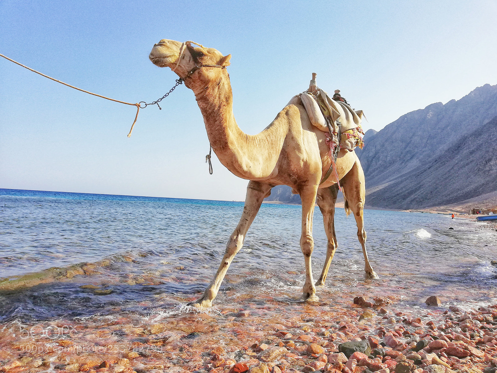HUAWEI Mate 10 Lite sample photo. The camel photography