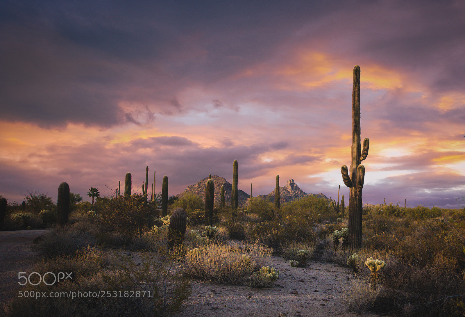 Nikon D810 sample photo. Land of the saguaros photography