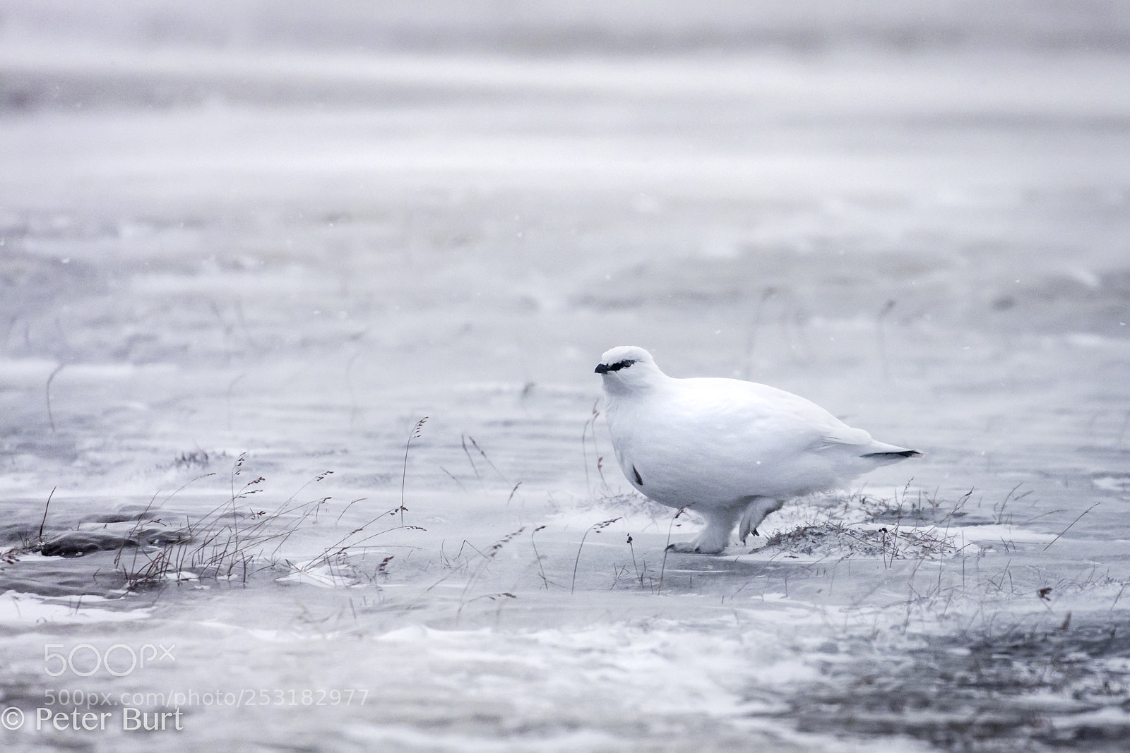 Canon EOS 5DS R sample photo. Ptarmigan in winter plumage photography