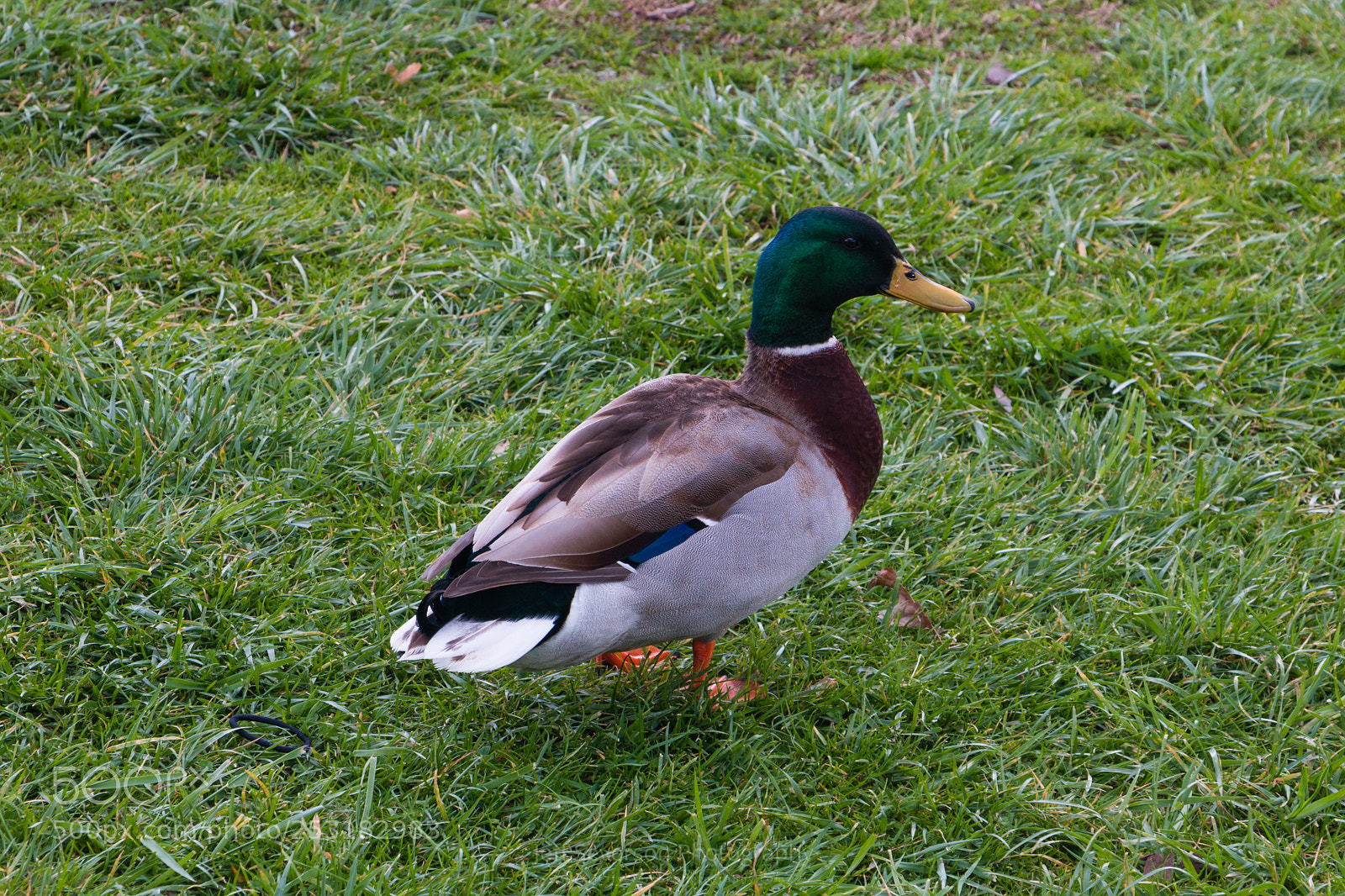 Canon EOS 70D sample photo. Friendly duck photography