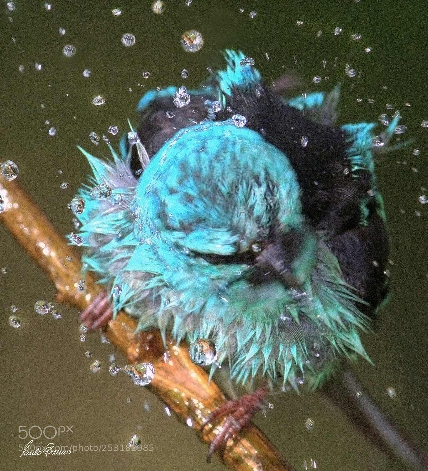 Nikon D800E sample photo. Shower v photography