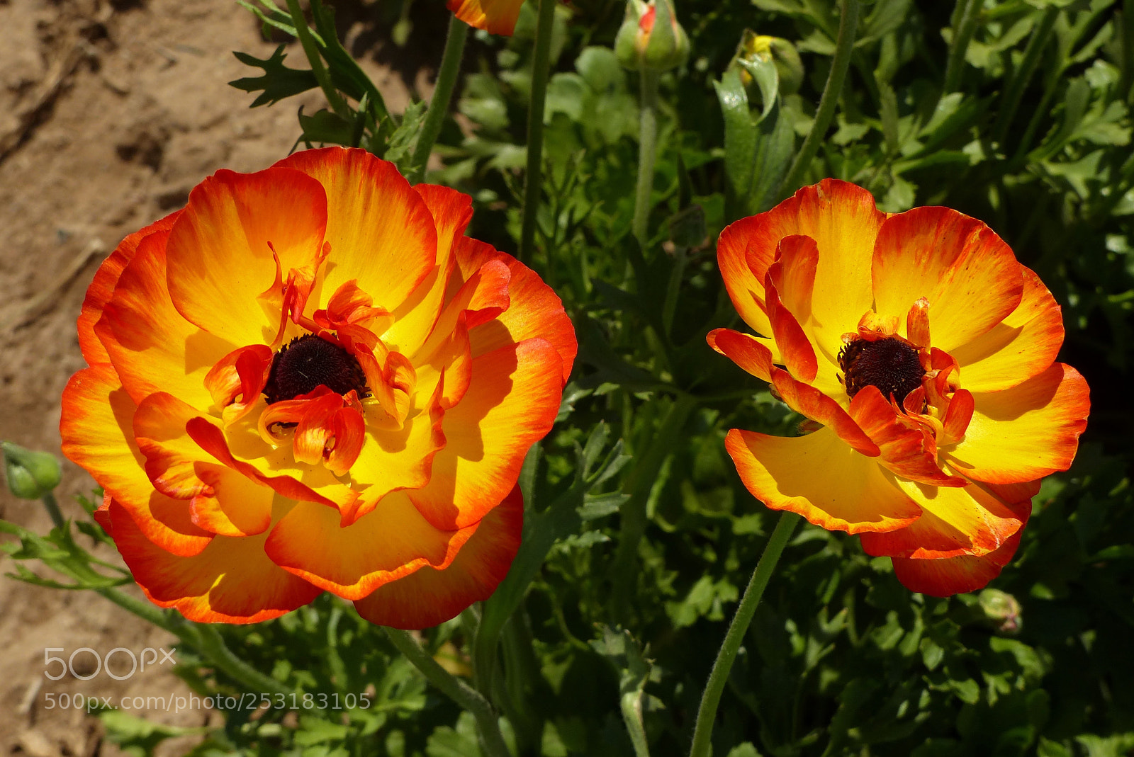 Panasonic Lumix DMC-FZ200 sample photo. Flowers of flames photography