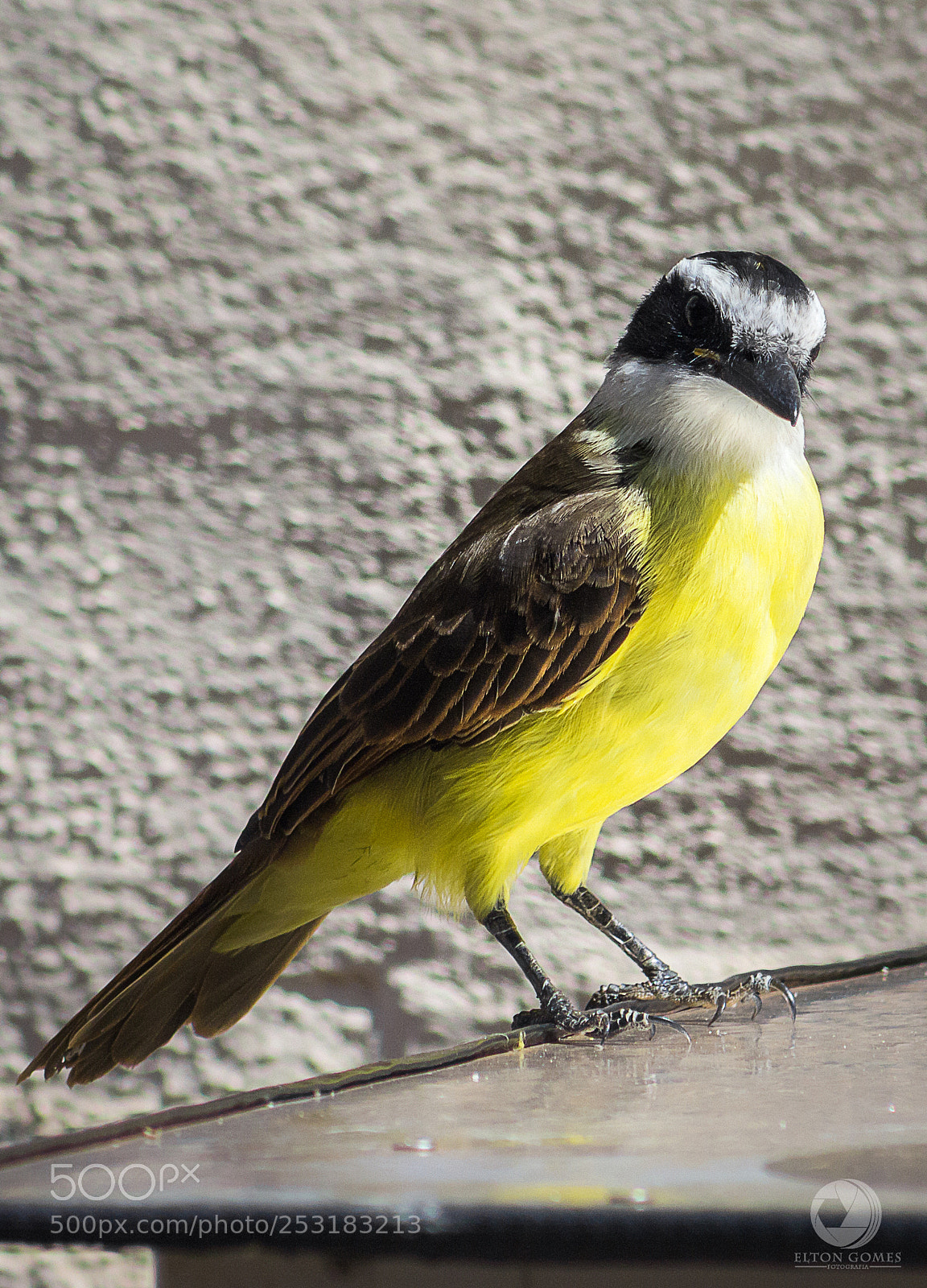 Canon EOS 700D (EOS Rebel T5i / EOS Kiss X7i) sample photo. Modelo natural photography