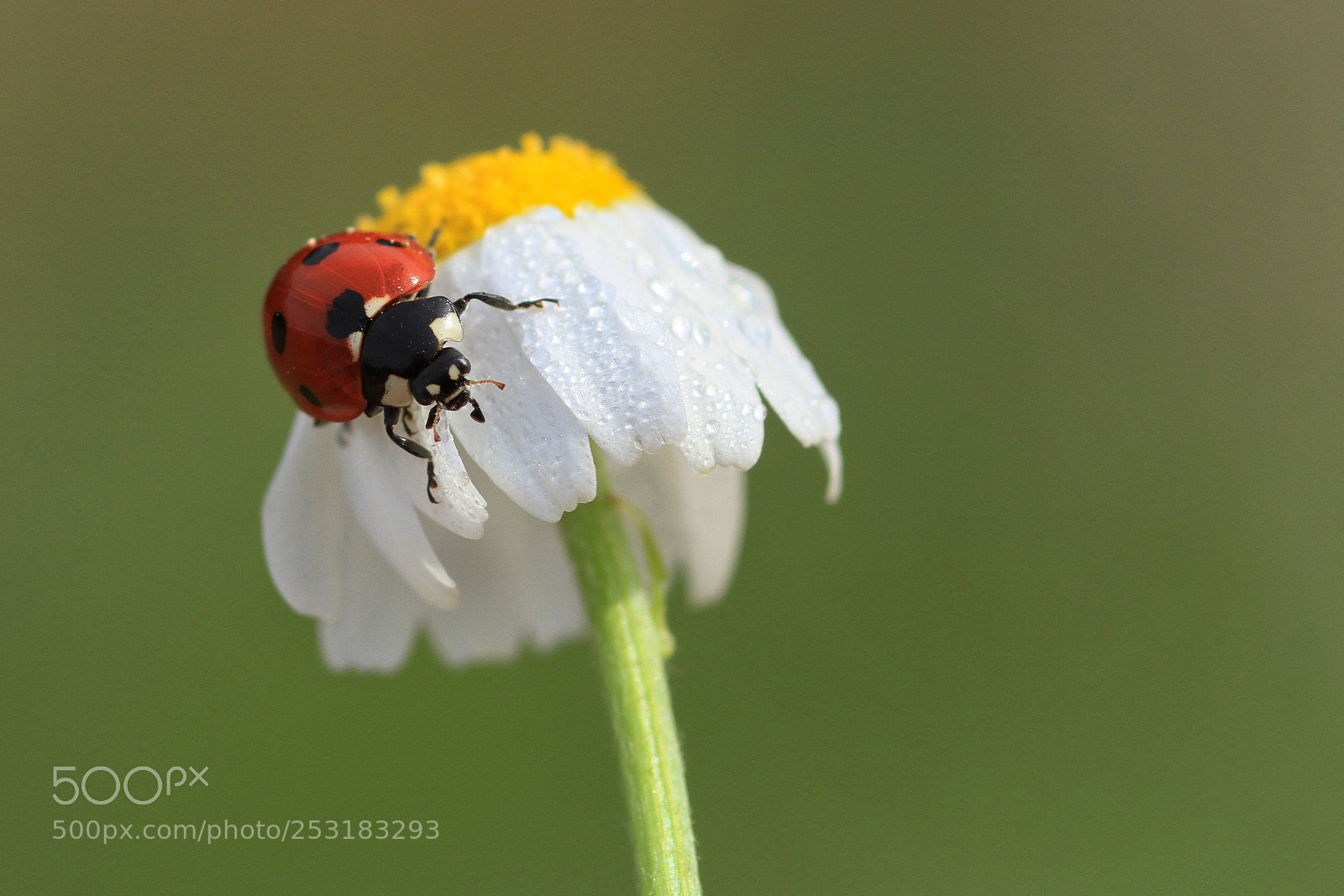 Canon EOS 7D sample photo. Ladybug photography