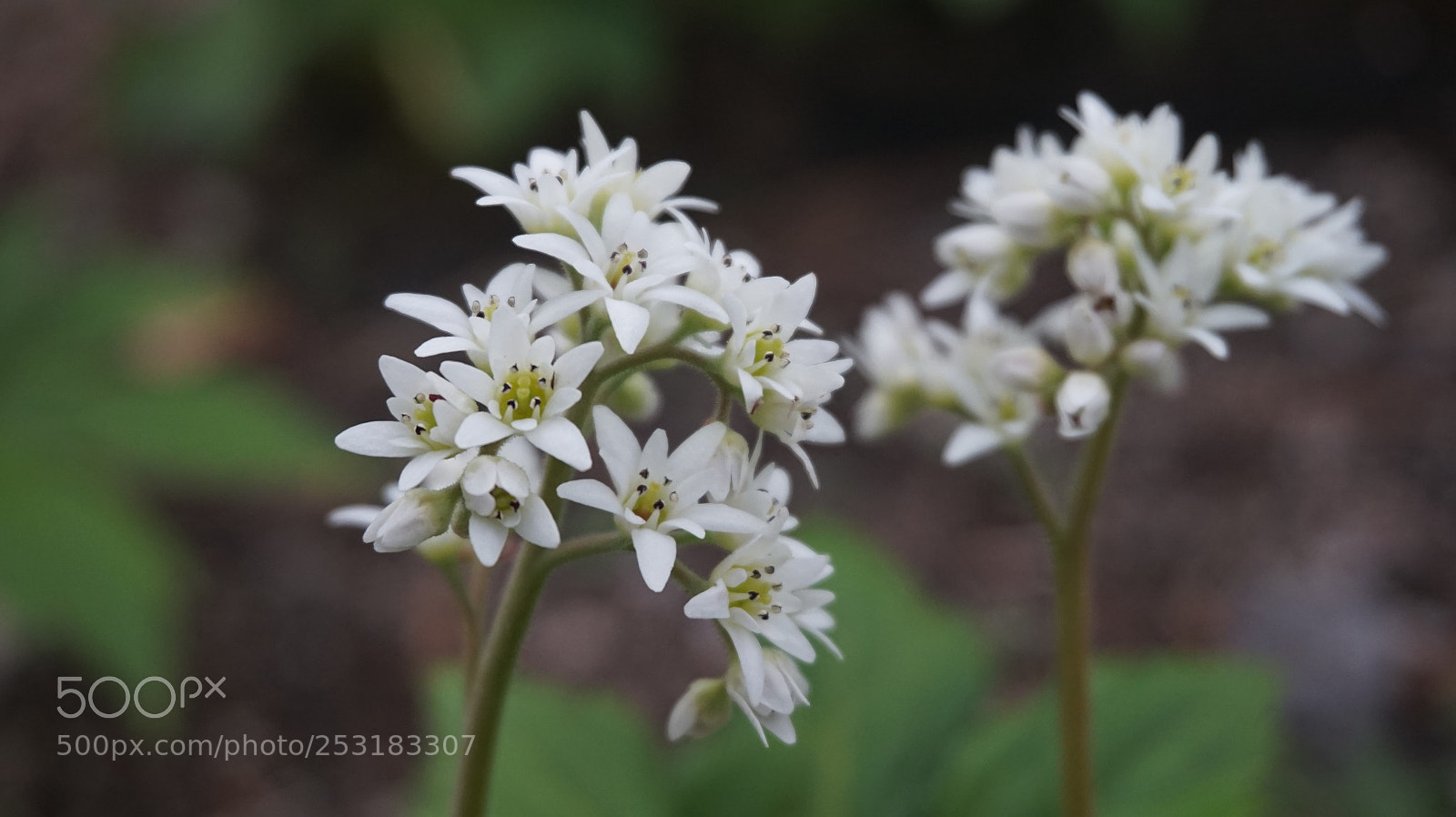 Sony Alpha a5000 (ILCE 5000) sample photo. Aceriphyllum rossii - 돌단풍꽃 photography