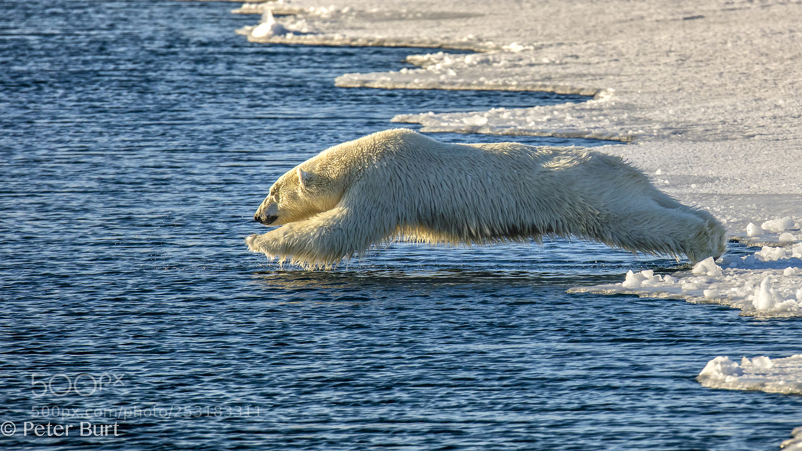 Canon EOS 5DS R sample photo. Polar plunge photography