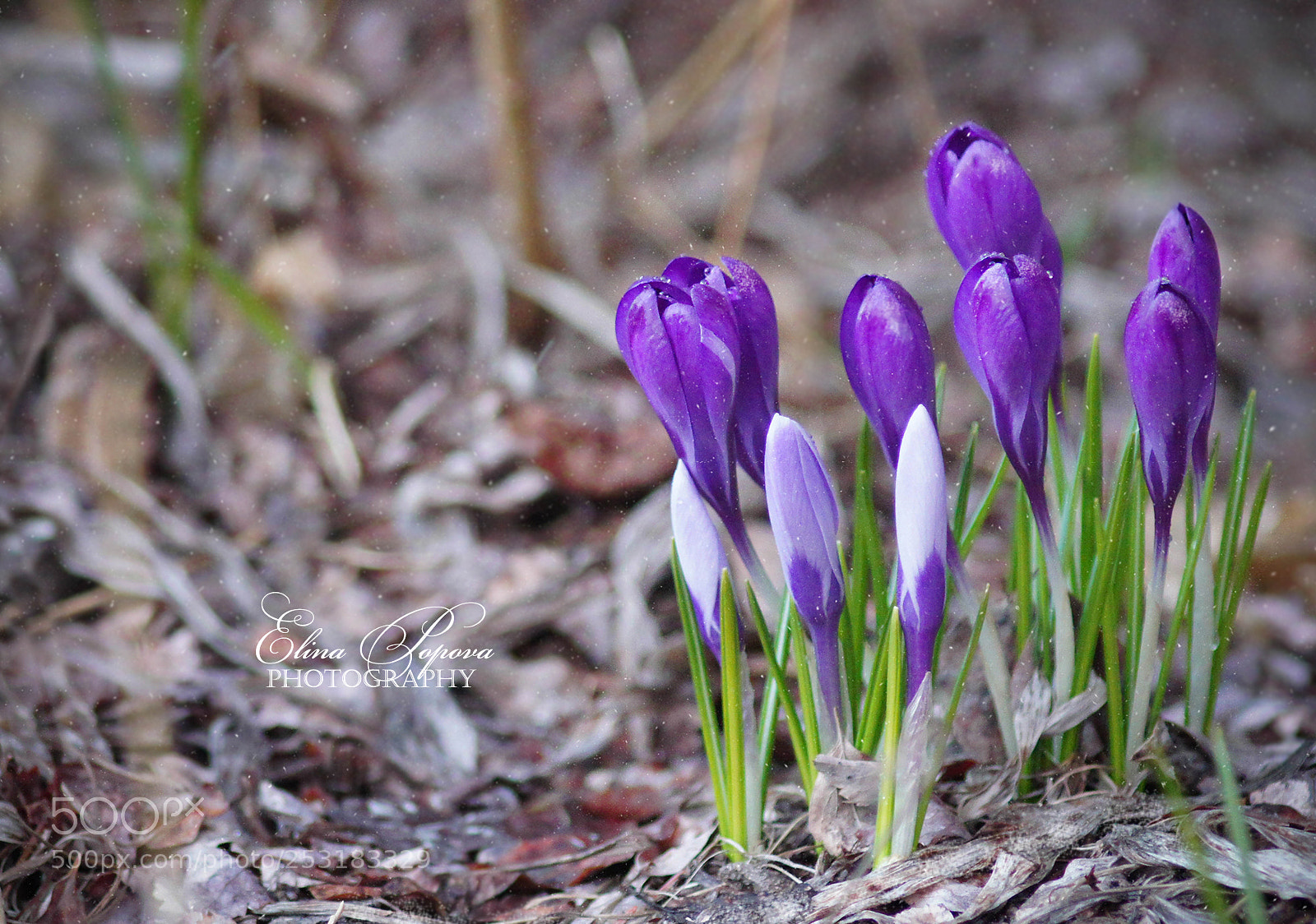 Sony SLT-A55 (SLT-A55V) sample photo. *** photography
