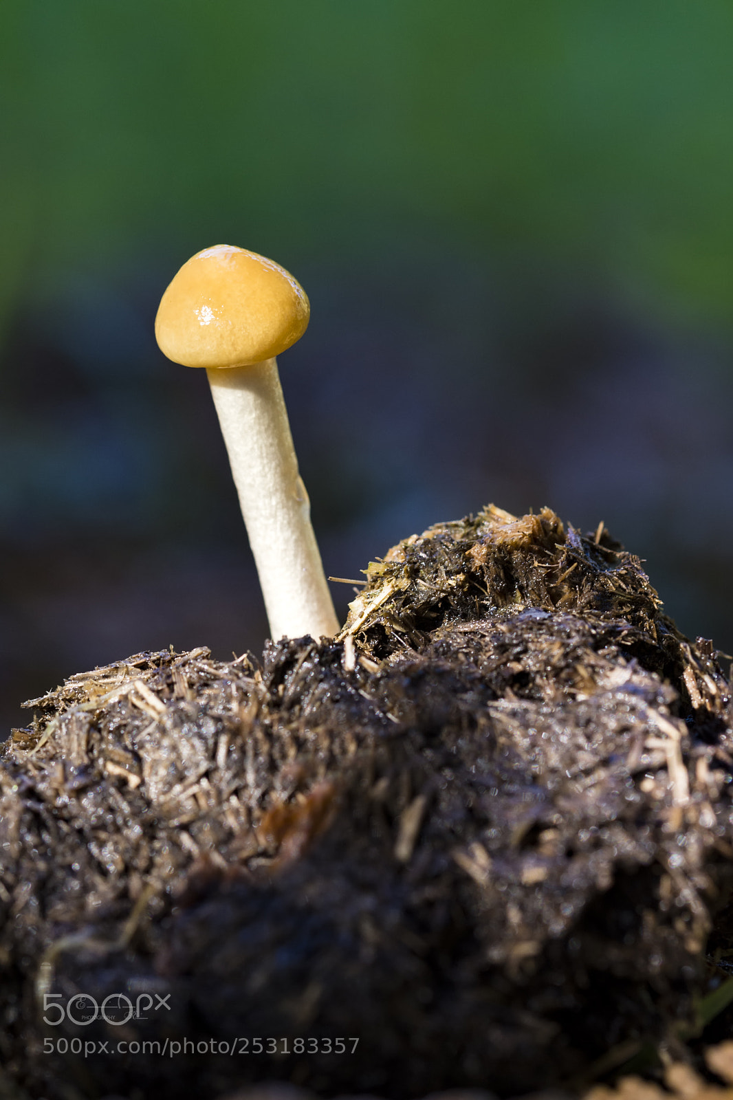 Nikon D7200 sample photo. Paneolus semiovatus photography