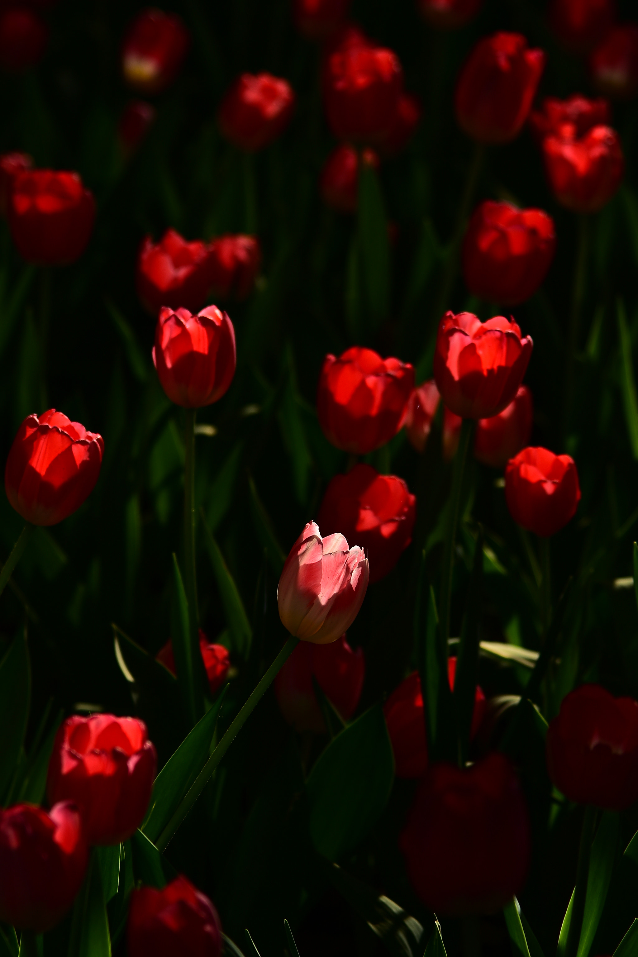 Nikon AF-S Nikkor 24-120mm F4G ED VR sample photo