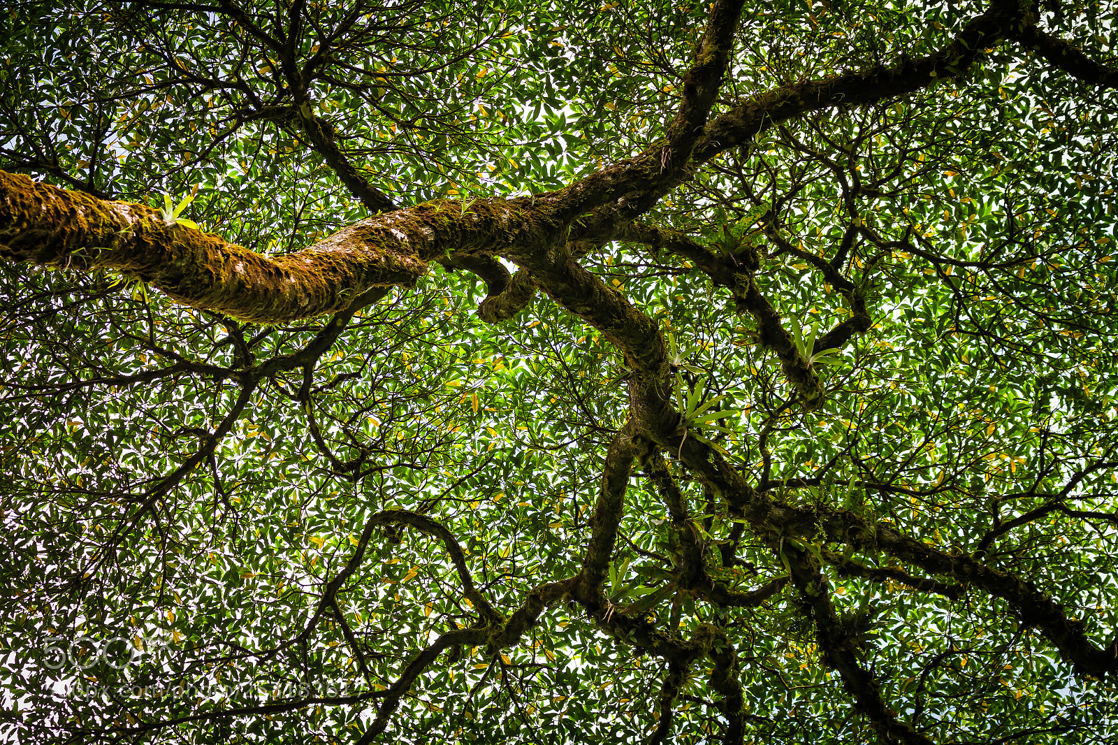 Canon EOS 7D sample photo. Branches of life photography